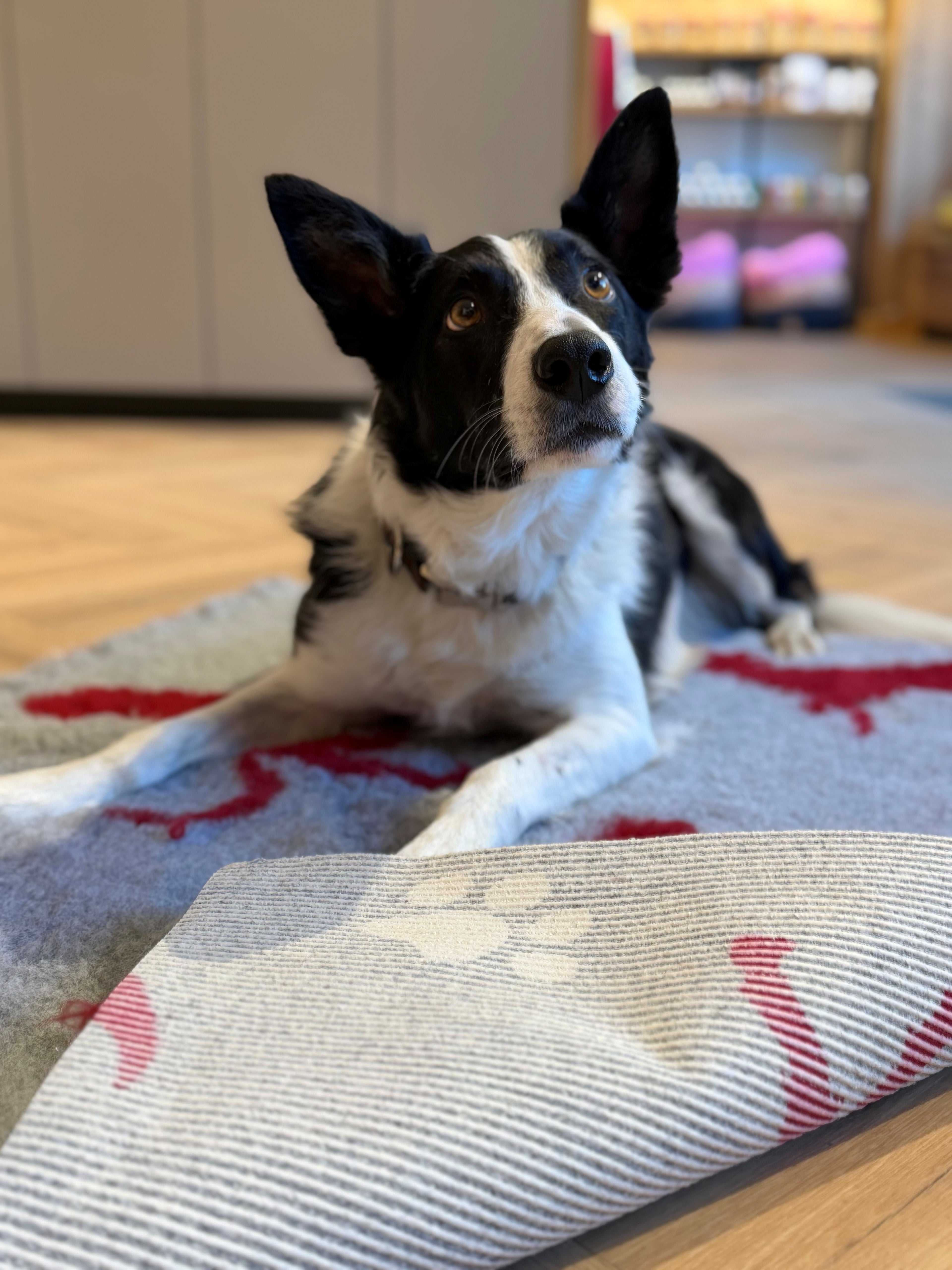 dogs&friends VetBed