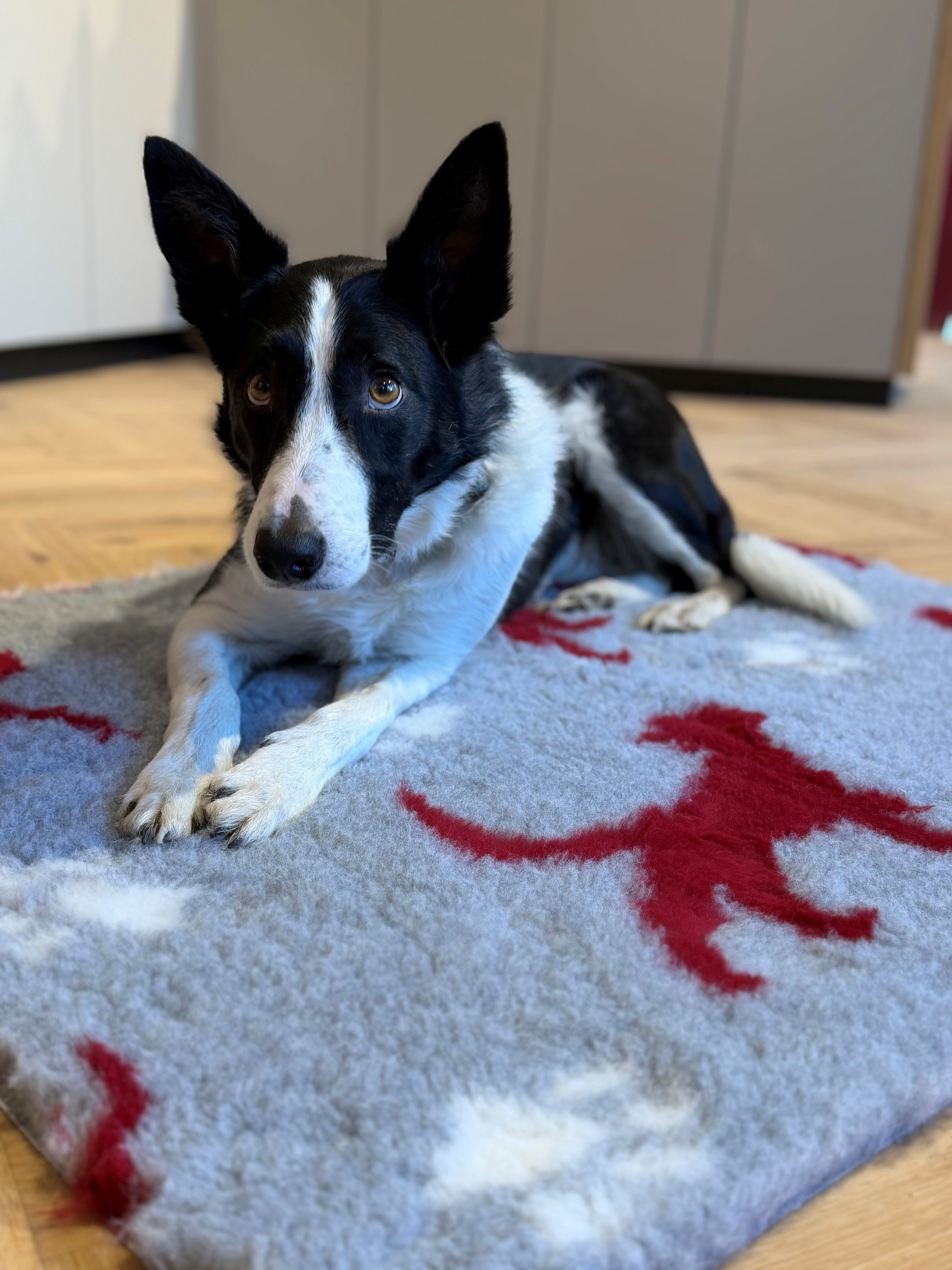 dogs&friends VetBed